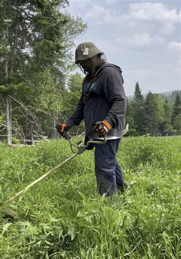 Young Noble Farm #hobbyfarm #farmlife #homestead