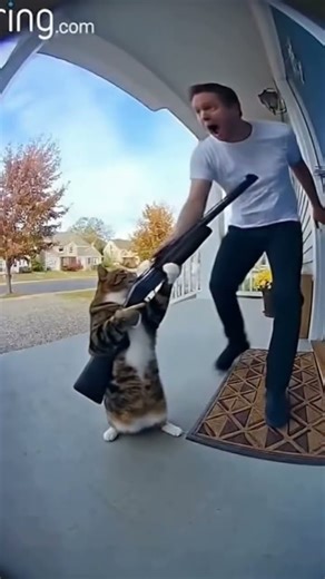 WHAT HAPPEN IF U DON’T FEED UR CAT #funny #cute