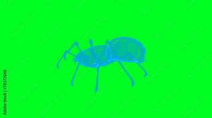 4k green screen spider technology video, spider wireframe animation video, spider 360 turn video
