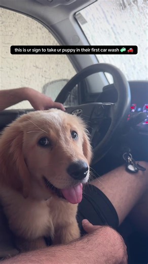scout now loves the car wash🥹 #goldenretriever #dogsoftiktok #goldenretrieverpuppy #viral #catsoftiktok #dogtok#puppytok