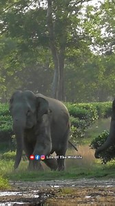 Angry Wild Elephants #wildlife #elephant #lifeofthewildlife #wildelephants #foryourpage #trending #fbreelsfypシ゚ #india | Life Of The Wildlife