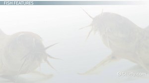Fish Facts: Lesson for Kids - Video | Study.com