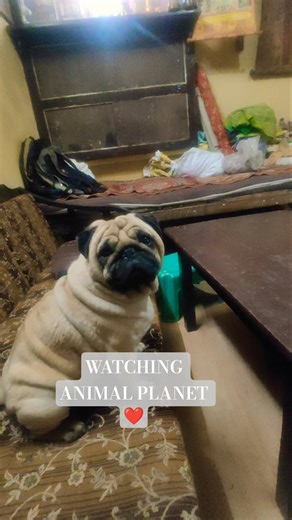 watching animal planet ❤️. #mypug #tibetanvlogger