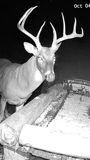 🦌 This MASSIVE Buck Stares You Down… Then Turns Around! 😳