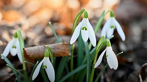Brighten Your Garden With These Winter-Blooming Flowers
