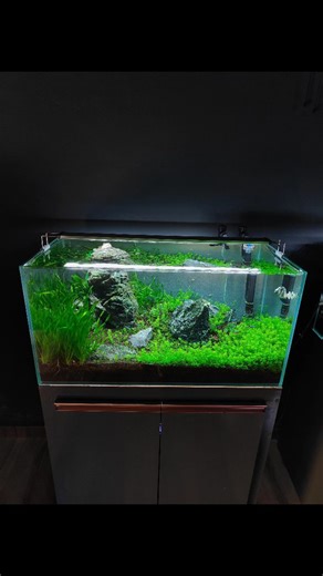 SCAPE AND FLOW on Instagram: "Aquarium maintenance becomes effortless when you spend just half an hour a week—because when you truly love your aquascape, caring for it feels natural, calming, and deeply satisfying💚💚 Connect with us @730 66 345 29 #aquariumhobby #aquariummaintenance #aquascaping #aquaticplants #naturelovers"