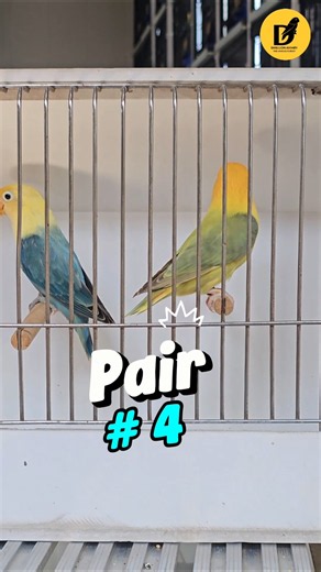 Male: Aqua Opaline Dun Fallow♀️ Female:Yellow Face Parblue Opaline, Possible Dun Fallow