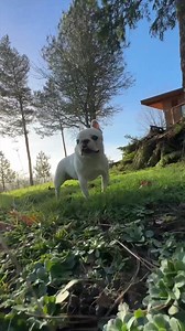 360K views · 8.4K reactions | Fresh food has everything your dog needs, and nothing they don’t. Build your dog’s personalized plan and get 60% off your first box. | Pardon Thy French | Facebook