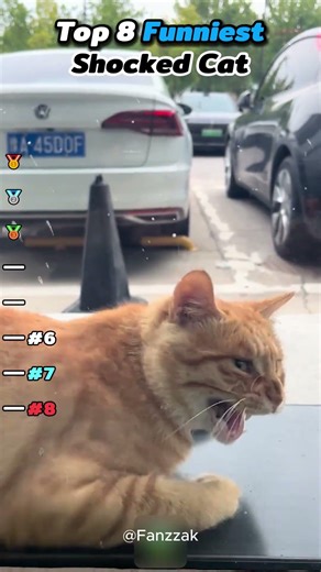 Shocked Cat #cat