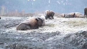 3.8K views · 132 reactions | Raw video from this morning wood bison relocation operation. Alaska Wildlife Conservation Center | Alaska Outdoors Television | Facebook