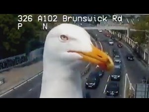 Silly Seagull Photobombs Traffic Camera