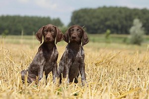 How to Differentiate Between These Pointing Breeds