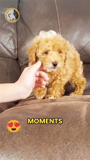 Meet Sprout, our joyful F1B Maltipoo boy with beautiful apricot coloring and adorable white markings