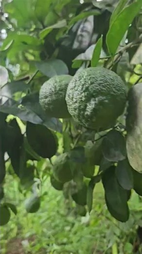 Fun Facts About Lemons:🍋🌱🍃