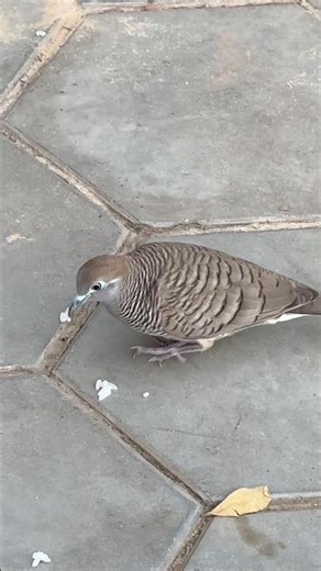 The bird is eating rice #youtubeshorts #animals