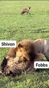 Lion vs hynea #animals #wildlife #nature | Shivon Fobbs