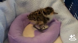 1.6K views · 81 reactions | This week’s patient is Charlie, an...