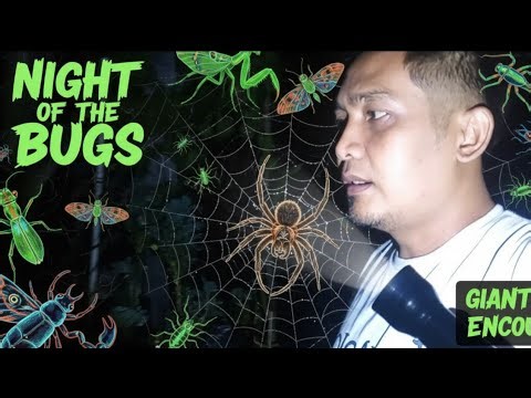 Exploring the World of Insects‼️MILLIPEDES, CATERPILLARS, BUTTERFLIES, SPIDERS, BEETLES