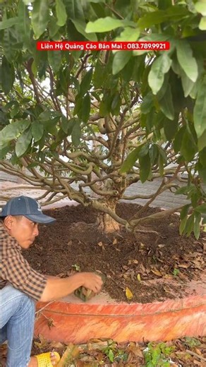 Stunning Apricot Blossom Tree for Spring 2026 #maitet2026 #tet2026 #xuan2026 #maikhung #shorts