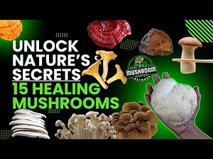 Transforming Your Life with these 15 Medicinal Mushrooms - The 🍄 Mushroom Network