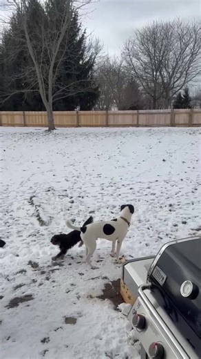 Billy needs a foster or adopter NOW!! Please share this boy, so that he is seen by his forever love! We are foster based and getting our pups seen depends on sharing on our socials. Billy is still boarding with our trainer, and as you can imagine it isn’t cheap. He is beyond ready to find the home to call his own. Pointer/Boxer Mix Neutered Male Aprox 5 years old. utd on vaccines & vetting. 59 lbs. Does well with other pups. Will do best with older respectful children. If you are interested in B