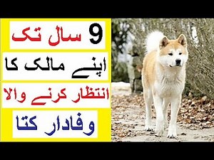 Sad Story of Hachiko - Dog Who Waited 9 Years for His Owner