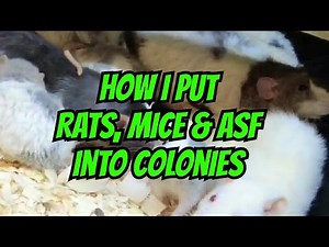 How I Put Rats, Mice And ASFs into Colonies