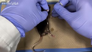 小鼠解剖教程（Mouse Dissection）
