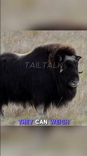 "The Ice Age Survivor: Musk Ox Facts That Will Blow Your Mind! ❄️🐂"