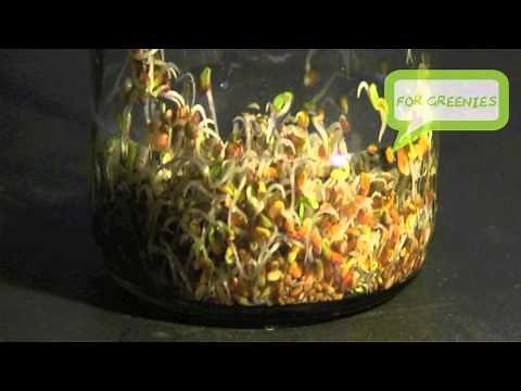 Make an Easy Jar Sprouter & Start Sprouting Sprouts! HD