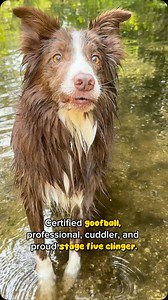 Good ol’ Leo 🥹🥰 . . #dogoftheday #narrator #narratortrend #doglovers #cutedogs #funnydogs #bordercollielover #trendingdogs #dogreelsdaily #dogloversshow #puppydogs #seniordog #lovemydog | Leo