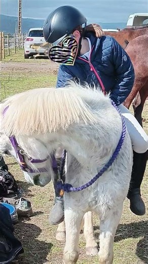 mon bb Horatio on est aller en concours j'ai fini 13 iem sur 40🐎🐴