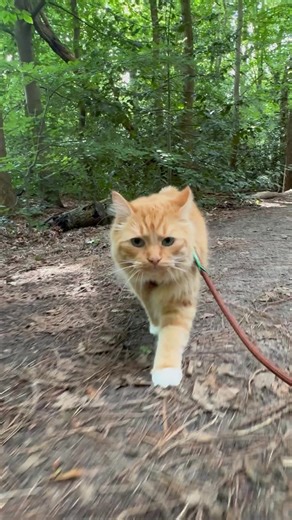 Max Ragdoll op TikTok