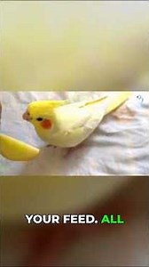 Is Your Cockatiel Hating You? Blame the Cage!