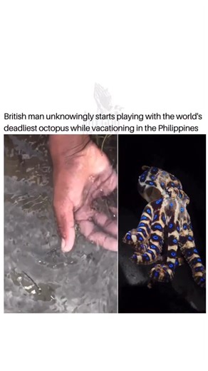 AuxGod on Instagram: "British man unknowingly plays with the world’s deadliest octopus while vacationing in the #Philippines. The man filmed himself handling a blue-ringed octopus, which can paralyze its victim by blocking nerve transmission. According to the National Library of Medicine, the toxin from the octopus is about 1000x more deadly to humans than cyanide. “At the beach today … A baby octopus captured by a gang of local beach kids,” the man posted on IG. It wasn’t until the post started