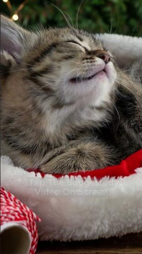 Sleepy Christmas Cat 😴 Fireplace + Harp + Purring | Watch Full 10-Hours
