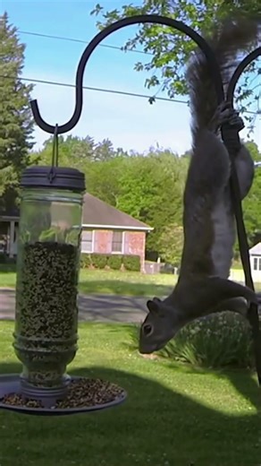 Squirrel Fart Fail 💨😂 Funniest Animal Moment Ever! #shorts