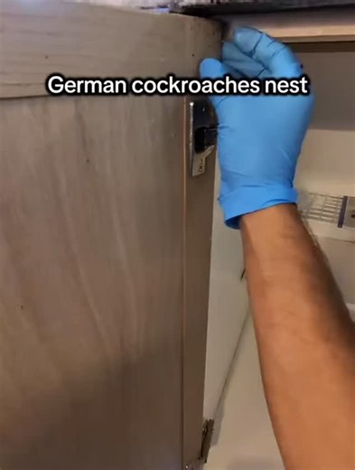Peski on Instagram: "German Cockroach nest"