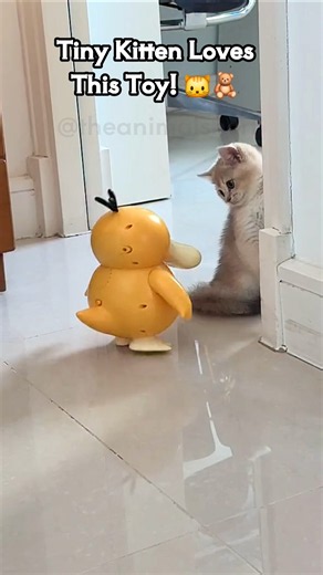 Tiny Kitten Loves Her Teddy! 🧸😻 #shorts
