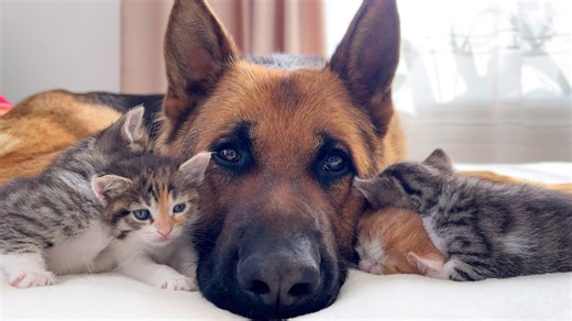 German Shepherd and Tiny Kittens Share Adorable Moments