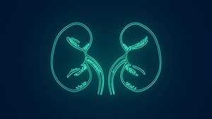 Human Kidney Medical Science Anatomy Stock Motion Graphics SBV-348380660 - Storyblocks