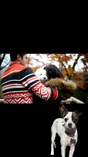 ESA vs SERVICE #pitbulllove #fourlegsandtail #doglover #dog | Chris Dunne