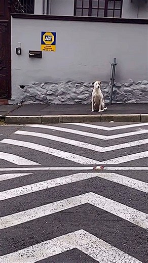 1.4K views | I’ve seen this breed at its rawest: a PitBull latched...