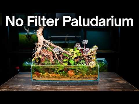 I Built a Shallow Paludarium, Here’s How!