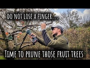 How to prune fruit trees on the plot /allotment gardening UK