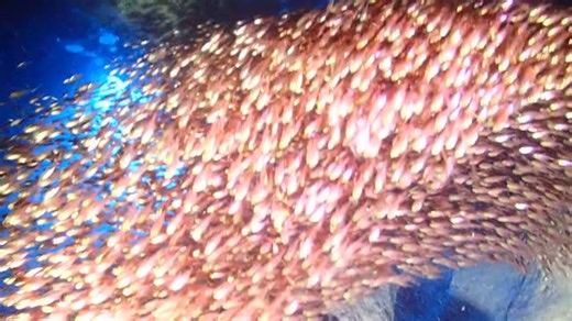 魚の群れの動きってずっと見てられますよね🐟 洞窟のブルーがバックでとても綺麗です✨ 𓇼𓆉𓇼𓆉𓇼𓆉𓇼𓆉𓇼𓆉𓇼𓆉 ❇AQCIA divehouse❇ https://aqcia-diving.jp 埼玉県さいたま市大宮区大門3-103-1 川鍋ビル1F Tell：048-782-9941 𓇼𓆉𓇼𓆉𓇼𓆉𓇼𓆉𓇼𓆉𓇼𓆉 ライセンス取得コース🐠 最短4日間でダイバーデビュー✨ 詳しくはプロフィールから👇 @aqcia___omiya (大宮店) ホームページをご覧ください💁🏼 ・ ・ #aqcia #aqciadivehouse #diving #divingshop #bsac #beach #summer #lovebsac #ダイビング #ダイビングのある生活 #ダイビング好きな人と繋がりたい #海 #海好きな人と繋がりたい #海のある生活 #伊豆好きな人と繋がりたい #伊豆のある生活 #沖縄好きな人と繋がりたい #海外好きな人と繋がりたい #大宮 | アクシアダイブハウス【埼玉県大宮のダイビング