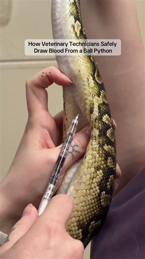 How Veterinary Technicians Safely Draw Blood From a Ball Python
