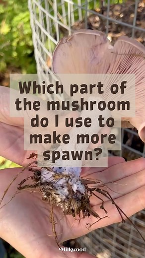 17K views · 180 reactions | Stem butts for the win! DIY Mushroom...