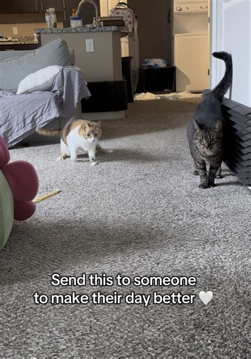Wobbly Cat Moments That Brighten Your Day