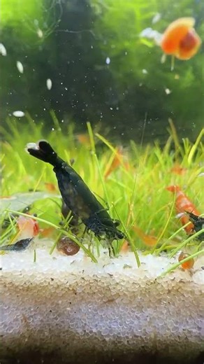 Baby Shrimp Colony Exploding Neocaridina Breeding Success